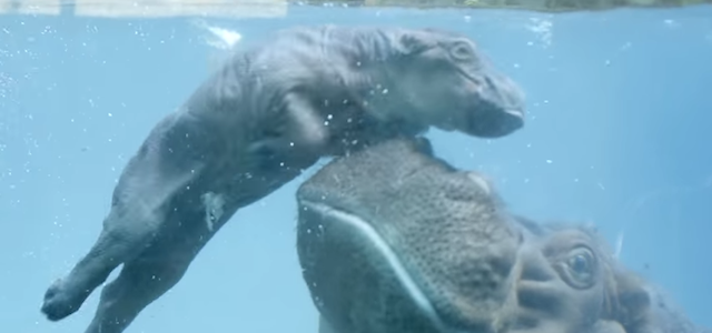 Il piccolo di ippopotamo che impara a nuotare