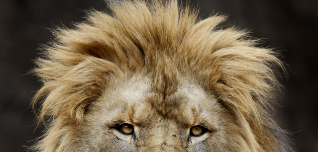 An African Lion at the Lincoln Park Zoo looks out over the visitors at the zoo, Thursday, March 19, 2015, in Chicago. (AP Photo/Charles Rex Arbogast)