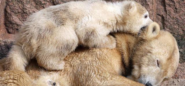 Un cucciolo di orso polare insieme alla madre, di nome Vilma, presentato per la prima volta al pubblico. Il piccolo ha tre mesi e mezzo e pesa 20 chili. 
(EPA/BERND†WUESTNECK)
