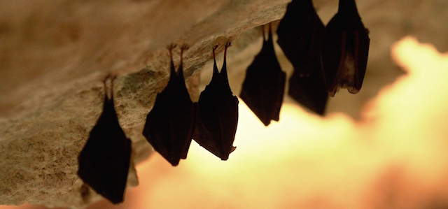 Pipistrelli sul soffitto di una caverna a Mikulov, in Repubblica Ceca.
(RADEK MICA/AFP/Getty Images)