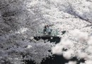 Le foto dei ciliegi in fiore in Giappone - 2015
