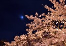 Tokyo, Giappone