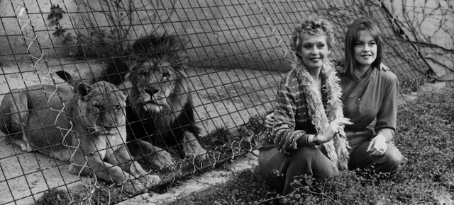 Actress Tippi Hedren and her actress daughter Melanie Griffith posing with the lions at London Zoo, to promote the movie 'Roar', March 29th 1982. (Photo by Central Press/Hulton Archive/Getty Images)