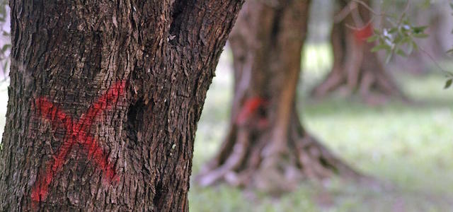 Una croce di colore rosso tracciata su alcuni ulivi infettati dalla 'Xylella fastidiosa', il batterio che sta decimando gli ulivi del Salento, Brindisi, 24 marzo 2015. ANSA/ MAX FRIGIONE