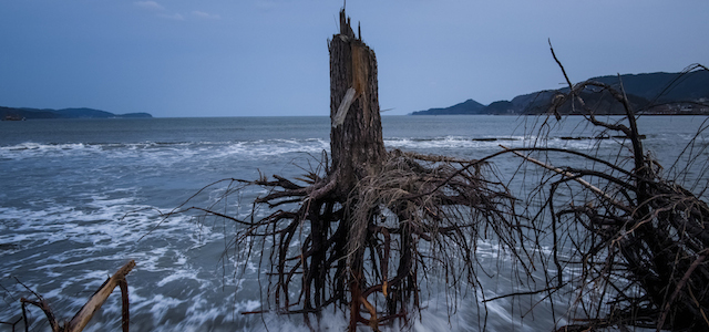 Pini sradicati dallo tsunami del 2011 in Giappone, a Rikuzentakata, 7 marzo 2012.
(Daniel Berehulak /Getty Images)