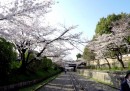 La fioritura dei ciliegi in Giappone, in alta definizione