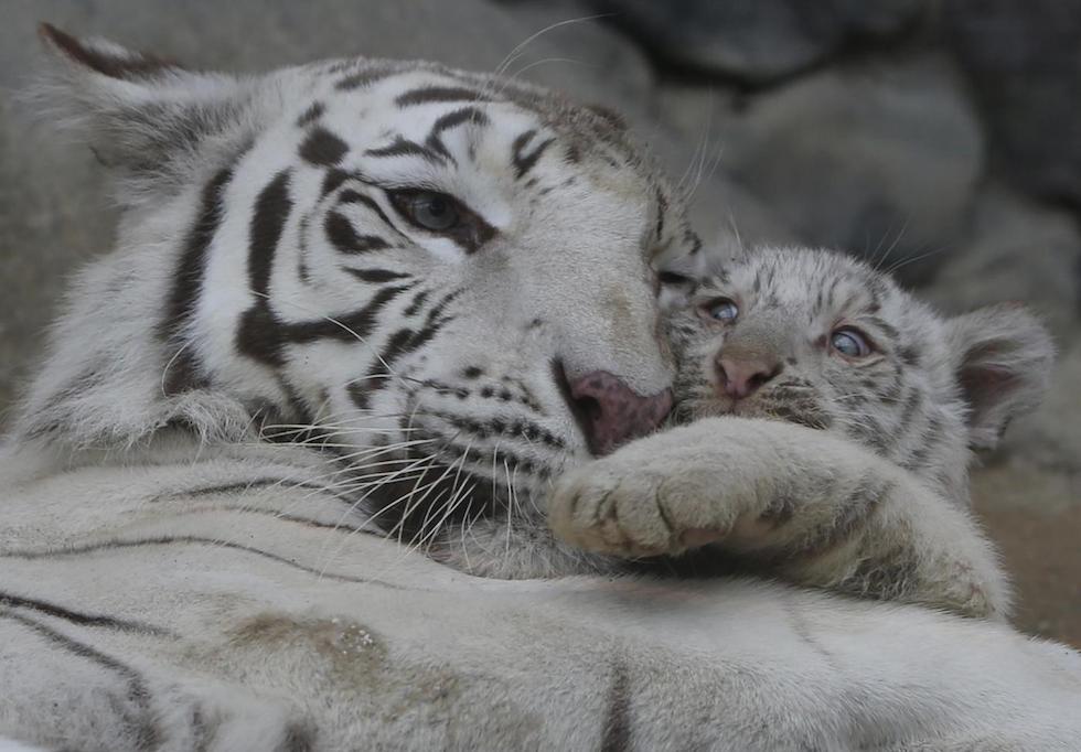 Mercoledì 15 aprile