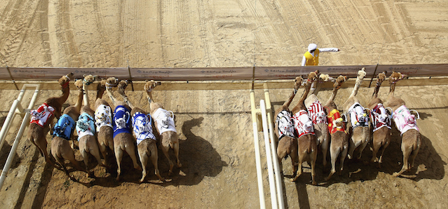 Diversi cammelli sulla linea di partenza di una corsa che si tiene per il Marmoom Heritage Festival, negli Emirati Arabi Untii. Il festival è organizzato per promuovere le corse di cammelli. 
(Francois Nel/Getty Images)