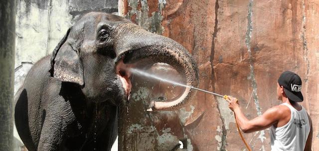 L'elefante Mali mentre viene lavato nello zoo di Manila nelle Filippine. Mali viene lavato 8 volte al giorno durante i mesi caldi dell'anno per abbassare la sua temperatura corporea. (Xinhua/Rouelle Umali)