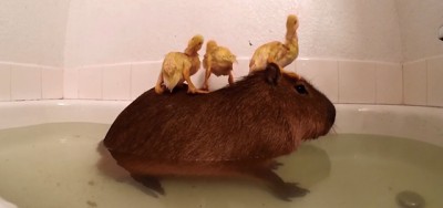 Siamo paperi o capibara