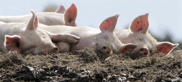 A group of pigs enjoy the afternoon sun in their pen at the Dodge Farm in Berlin, Vt., Friday, Oct. 8, 2010. (AP Photo/Toby Talbot)
