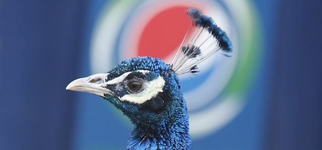 One of the peacocks that roam the Pittsburgh Zoo and PPG aquarium wanders past a vending machine on Thursday, April 16, 2015, in Pittsburgh. (AP Photo/Keith Srakocic)