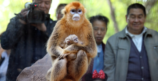 (150422) -- JINAN, April 22, 2015 (Xinhua) -- A golden monkey born 24 days ago plays in its mother's arms at the Jinan Zoo in Jinan, capital city of east China's Shandong Province, April 22, 2015. A newly-born white-cheeked gibbon and a golden monkey made their debut at the zoo on Wednesday and attracted many visitors. (Xinhua/Lu Chuanquan) (mp)