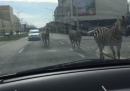 Le tre zebre scappate a Bruxelles, in Belgio