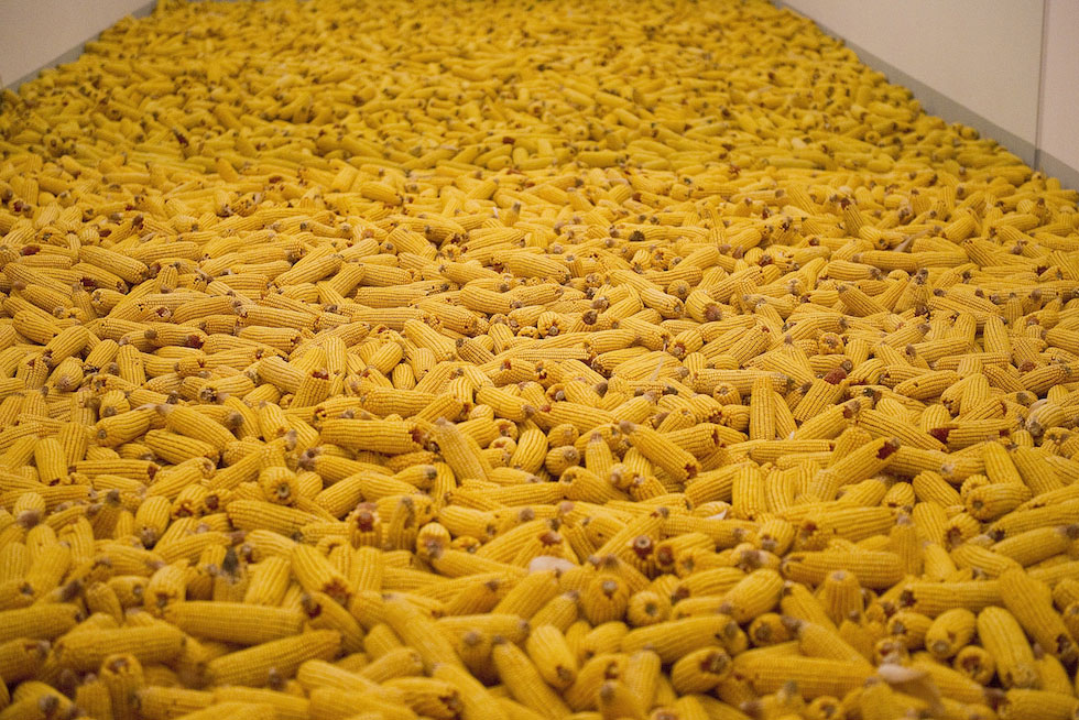 Кукуруза f1. Полузубовидная кукуруза. Кукуруза сахарная королева. Кукуруза фуражная фото. Кукуруза мацусиро.