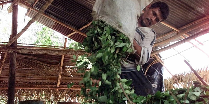 A worker piles up coca leaves to make coca paste, the raw ingredient of cocaine, in Veta Central, Wednesday, June 13, 2001. As part of a U.S.-backed aerial fumigation offensive, the government has sprayed herbicide on approximately 2,000 hectares (4,932 acres) of coca in this remote area in the northeastern border with Venezuela. The farmers complain their food crops, livestock and their water supplies have been contaminated since the spraying started last week. (AP Photo/Scott Dalton)