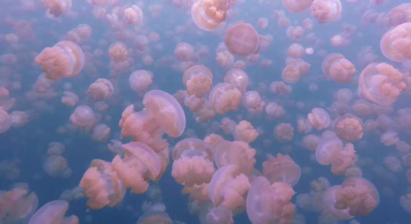 Il lago delle meduse