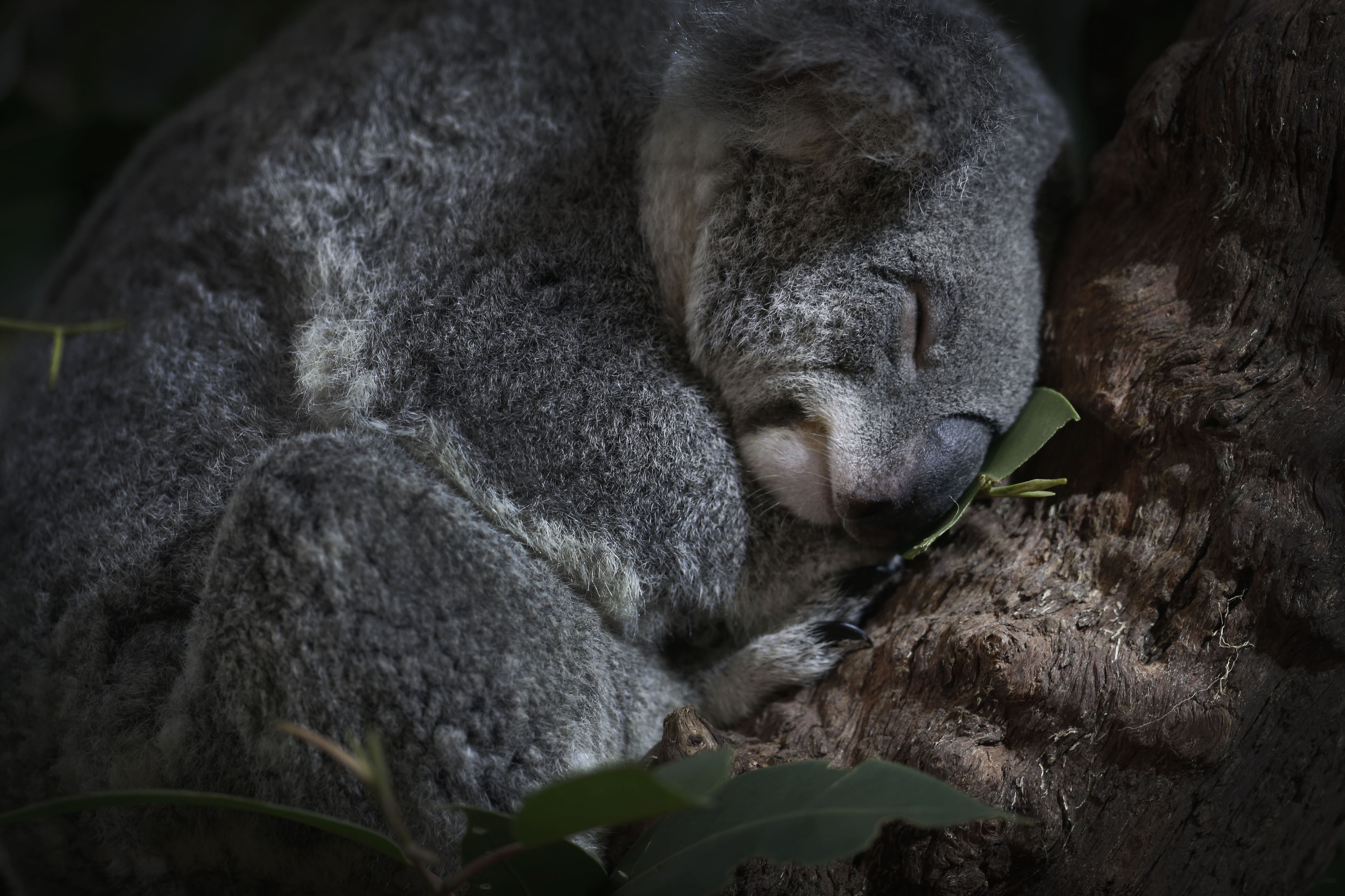Сколько спят коалы. Коала фото. Лучшие фото недели животные. Спящие коалы в отличном качестве.