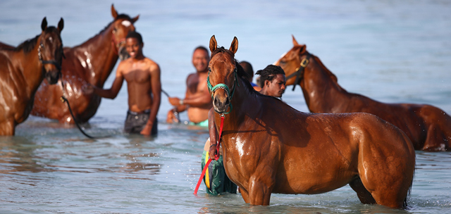 Alcuni stallieri svolgono esercizi in acqua con i cavalli del centro ippico di Garrison, a Bridgetown, nelle Barbados. (Michael Steele/Getty Images)