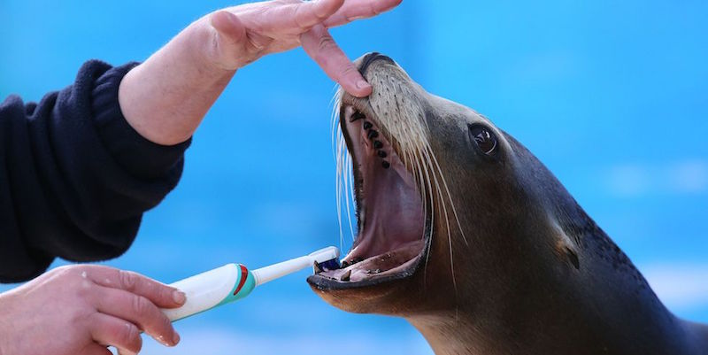 Il leone marino Poppy si fa lavare i denti da un operatore del Blair Drummond Safari Park nei pressi di Stirling, Regno Unito. (PA story ANIMALS SeaLions)