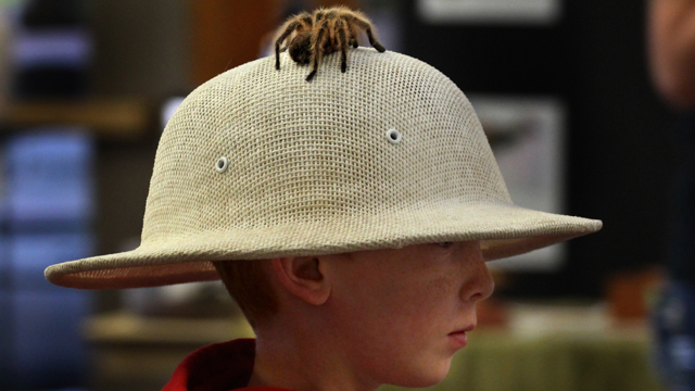 First grader Rydge Tibbett walks around wearing a pith helmet with a rose-haired tarantula on it at a presentation on the unusual powers of exotic animals in Marshfield, Wisc., Thursday, April 30, 2015. (Dan Young/The Marshfield News-Herald via AP)