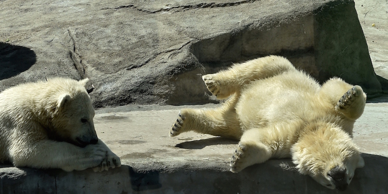 Un cucciolo di orso polare a pancia in su allo zoo di Mosca, in Russia, il 27 maggio 2015. (KIRILL KUDRYAVTSEV/AFP/Getty Images)