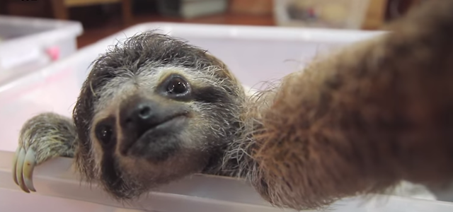 Come un bradipo si farebbe un selfie