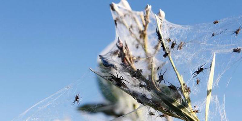 La migrazione di massa dei ragni in Australia