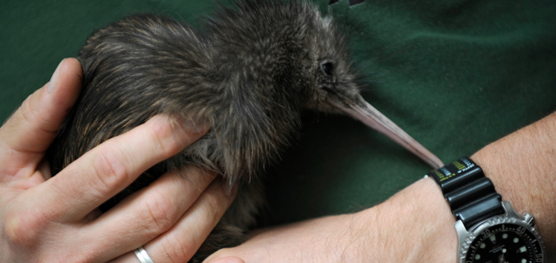 Il piano della Nuova Zelanda per salvare i kiwi