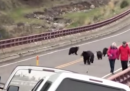 Il video dell'orso che insegue i turisti a Yellowstone