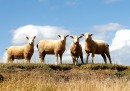 In Nuova Zelanda ci sono sempre meno pecore