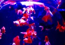 Art Aquarium, la mostra del pesce rosso