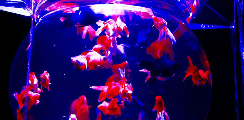 Art Aquarium, la mostra di arte viva dei pesci rossi (Marta Cantoni/Il Post)