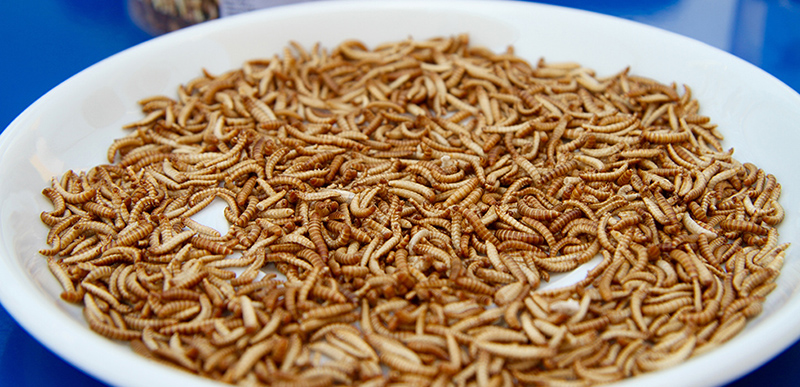 Un piatto di larve, da assaggiare al padiglione olandese (Marta Cantoni/Il Post)