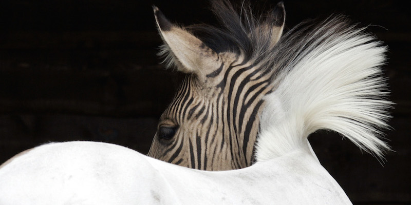 Lo zebrallo Eclyse nel parco di Schloss Holte-Stuckenbrock, in Germania, nel luglio del 2007. Lo zebrallo è un incrocio tra una zebra maschio e un cavallo femmina. 
(Bernd Thissen/picture-alliance/dpa/AP Images)