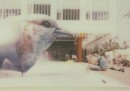 Polaroid da Expo