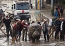 Gli animali scappati dallo zoo di Tbilisi a causa di un'alluvione