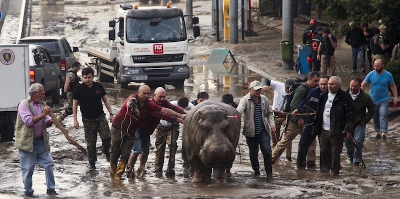 Alcune persone assieme a un ippopotamo scappato dallo zoo di Tbilisi in seguito a un'alluvione (AP Photo/Tinatin Kiguradze)