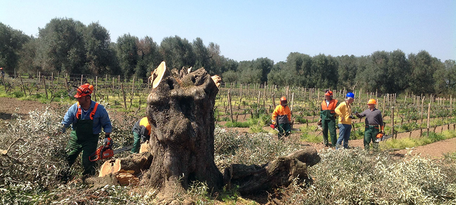 Un ulivo attaccato dalla Xylella in provincia di Brindisi, Puglia (ANSA/ STEFANIA CONGEDO)