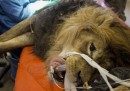 Le foto del leone operato in Israele