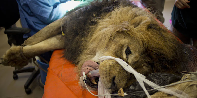 Il leone Samouni mentre viene operato alla clinica di Ramat Gan, vicino a Tel Aviv, in Israele, 29 luglio 2015.
(AP Photo/Ariel Schalit)