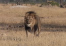 L'uccisione del leone Cecil