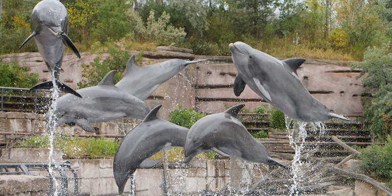 Alcuni delfini allo zoo di Norimberga, in Germania.
(Timm Schamberger/picture-alliance/dpa/AP Images)
