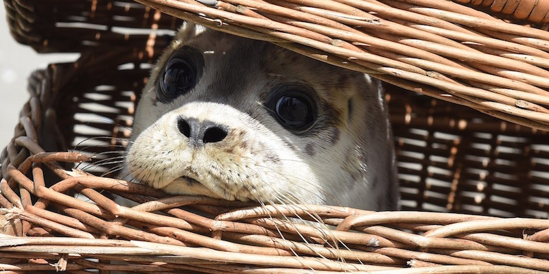Una foca dentro a una cesta sull'isola di Juist, nel Mare del Nord. (CARMEN JASPERSEN/AFP/Getty Images)