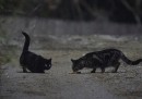 Il piano del governo australiano per uccidere 2 milioni di gatti randagi