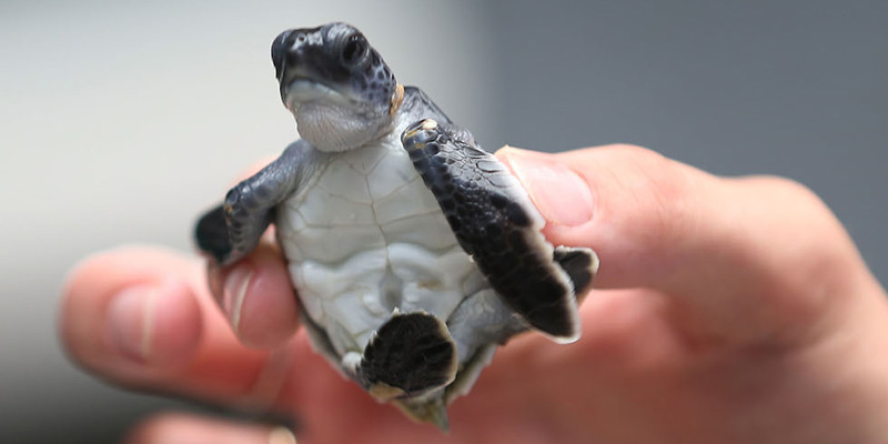 delle tartarughe liberate il 27 luglio nell'Oceano Atlantico (Joe Raedle/Getty Images)
