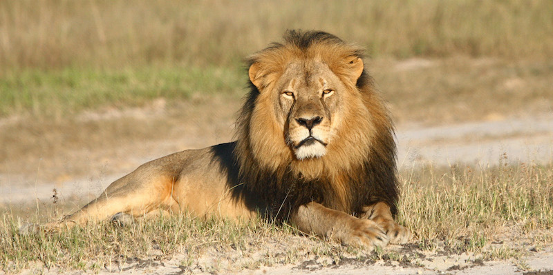 Una foto non datata del leone Cecil (Andy Loveridge/Wildlife Conservation Research Unit via AP)