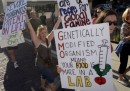 Perché siamo contrari agli OGM
