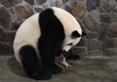 Perché i panda piccoli sono COSÌ piccoli