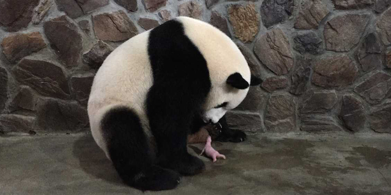 Ni Ni con il suo piccolo appena nato nel centro di allevamento e ricerca sui panda di Chengdu, in Cina, 9 agosto 2015. 
(© Xinhua/Xinhua via ZUMA Wire)